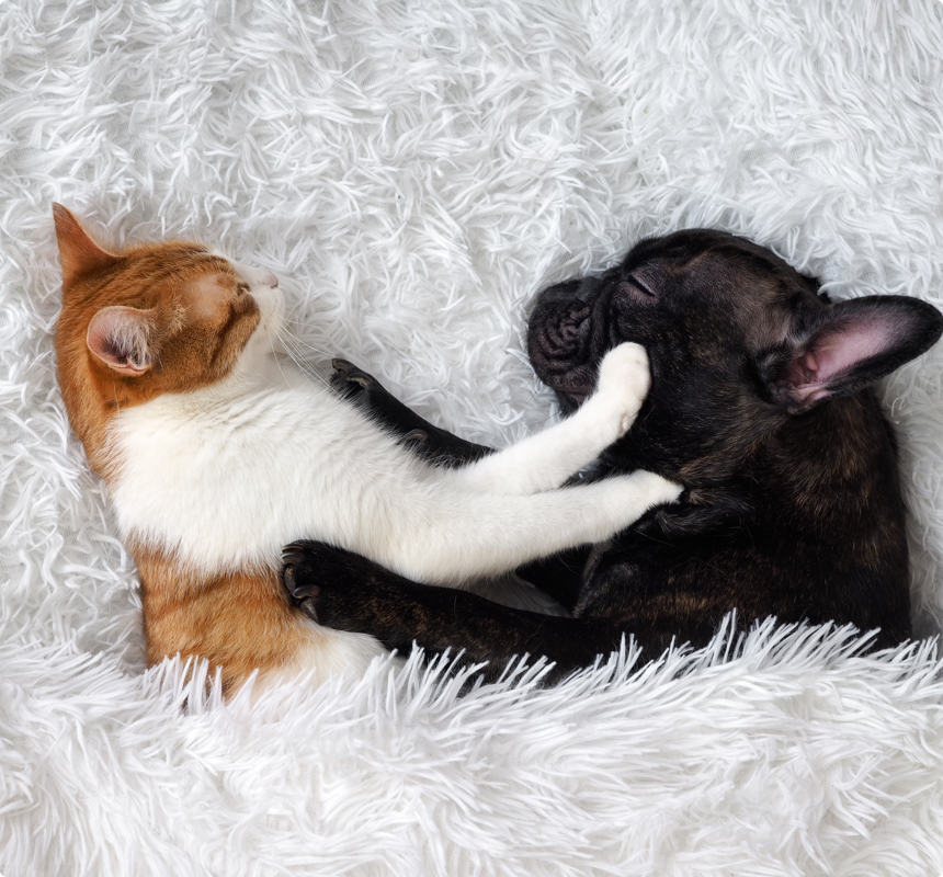 pet sitters Christchurch